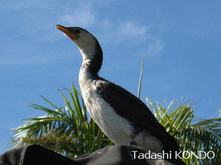 6_little_pied_cormorant.jpg