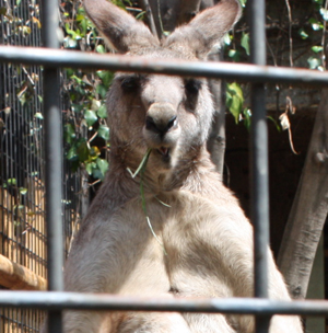Kangaroo-2.jpg