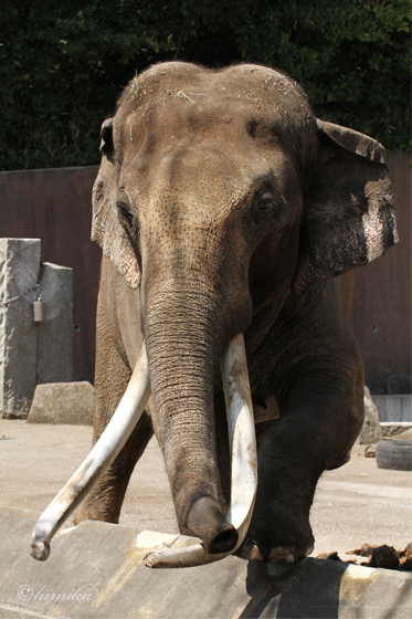 acblog_kanazawa_elephant_m.jpg