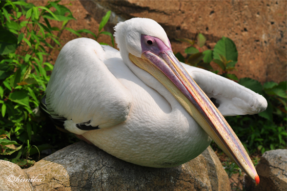 acblog_momoiropelican.jpg