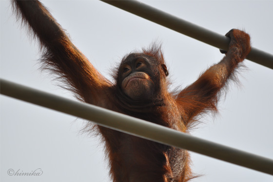 acblog_orangutan.jpg