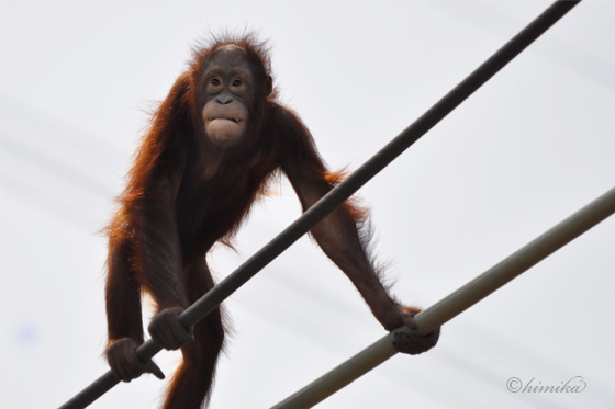 acblog_orangutan01.jpg