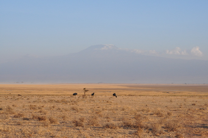 amboseli00.jpg