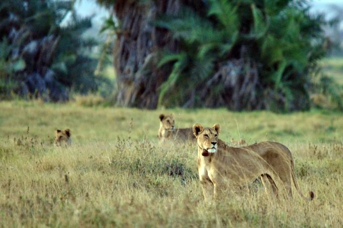 amboseli_lion.jpg