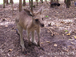 australia_zoo-5.jpg