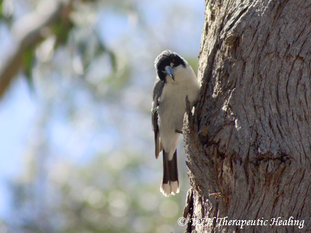 butcherbird-1a.jpg