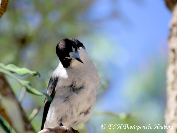 butcherbird-2a.jpg
