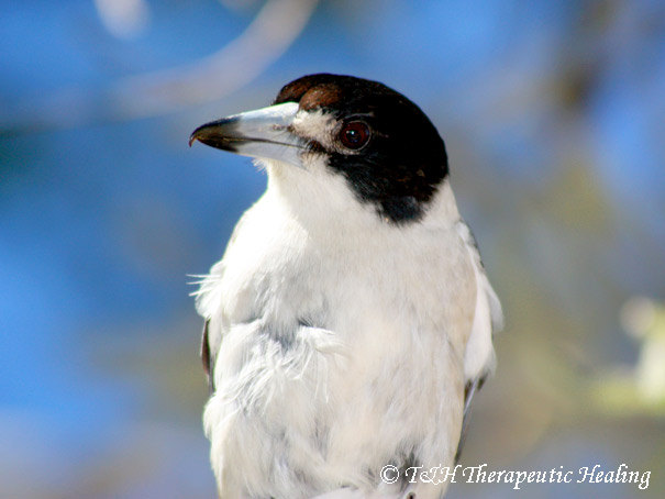 butcherbird-3a.jpg