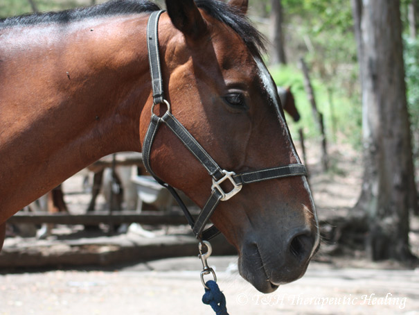 horse_riding_02a.jpg