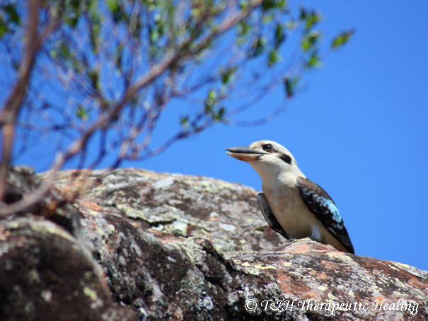 kookaburra_a.jpg