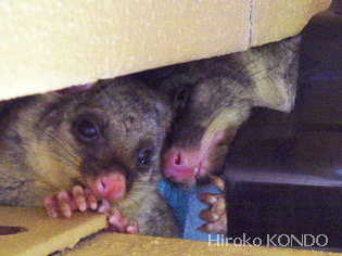 opossum-2.jpg