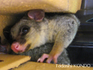 opossum-3.jpg