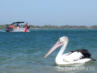 pelican_04.jpg