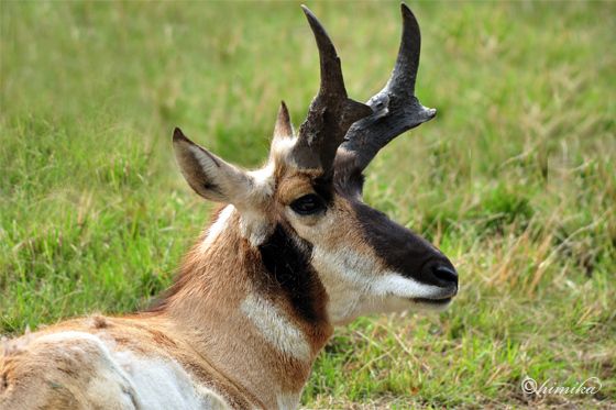 pronghorn.jpg