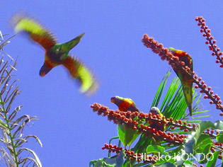 rainbow-lorikeet_1.jpg