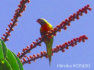 rainbow-lorikeet_2.jpg