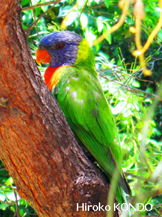 rainbow-lorikeet_3.jpg