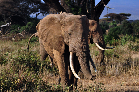 amboseli_365.jpg